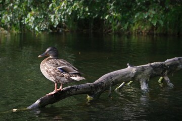 Close up of duck sitting on branch on water of Wda river. Kashubia, Poland