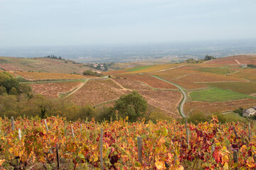 Paysage d'automne en Beaujolais