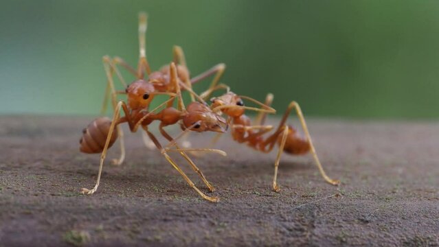 Hunting Asian weaver ants(Oecophylla smaragdina) on the ground