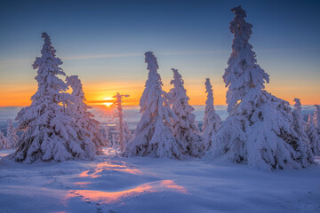 Winter sunrise in snowy forest