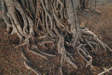 Lahaina, HI, USA - 03.09.2023 - The Worlds Largest Banyan Tree - Lahaina, HI MAUI
