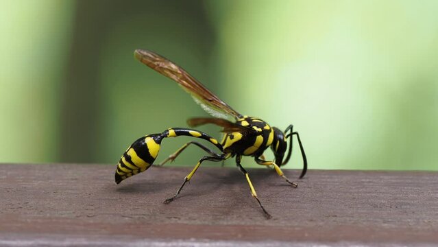 A potter wasp in tropical rain forest in Xishuangbanna, Yunnan, China