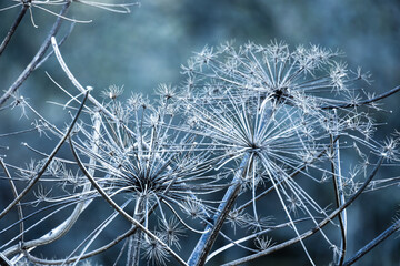 Frozen dry umbrella flowers, natural macro photo taken on a cold winter day