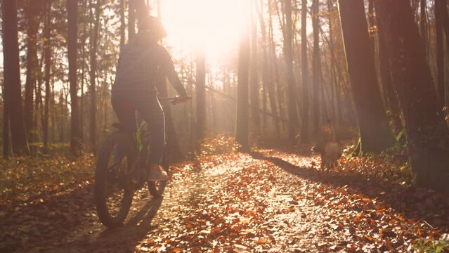SLOW MOTION, LENS FLARE: Sunset in autumn forest and lady biking with dog by side. Golden sunbeams peek through colorful trees while they move along a path strewn with fallen leaves in beautiful woods