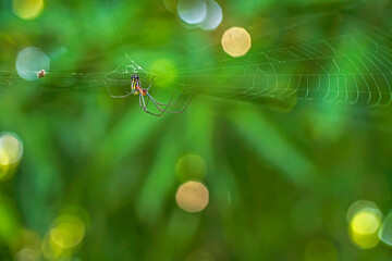 spider Leucauge argyra on a web