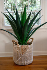 Plant with large green leaves in a decorative wicker planter inside a house.