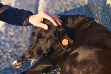Female hands caressing a street sad lonely black dog with a chip on its ear on the street, soft focus. Homeless animals on the street, animal protection