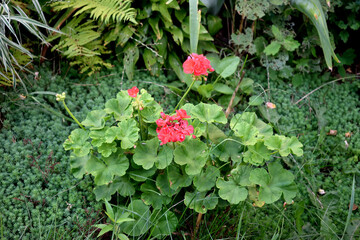 many varieties of flowers in the garden, close-up
