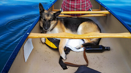 German Shepherd mix dog naps in canoe
