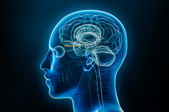 Xray profile view of the olfactory bulb and tract 3D rendering illustration. Human brain and body anatomy, medical, biology, science, neuroscience, neurology concepts.
