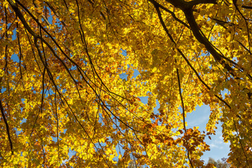 Autumn leaves on the sun. Fall tree background.