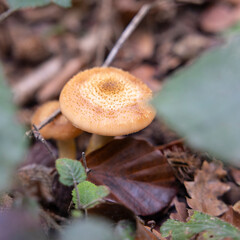 Mushroom in the forest, close-up, selective focus.