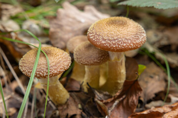 Mushroom in the forest, close-up, selective focus.
