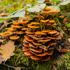 Mushrooms in the forest, close-up, selective focus.