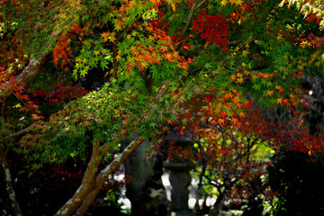 Naklejka premium Autumn Japanese garden where the leaves of the Japanese maple begin to turn red