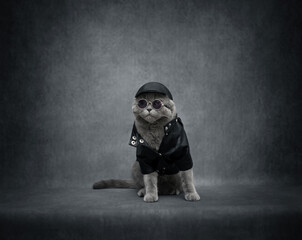 Brutal British cat on gray background with copy space. Biker cat in black leather jacket, cap and sunglasses. Rock style. Funny cat in clothes.