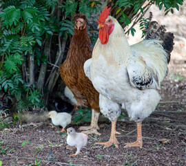 Chicken family in rural courtyard is resting under rowan bush.