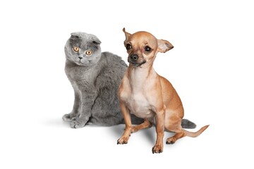 Cute smart dog and cat. Pet concept