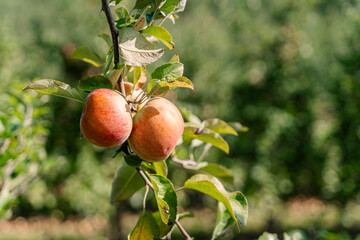 Two Red Apples Hanging from a Branch of Apple Tree in Orchard
