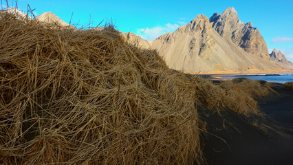 Majestic vestrahorn mountains in iceland with black sand beach and coastline nordic scenery. Famous stokksnes beach with scandinavian nature and icelandic shore. Handheld shot.