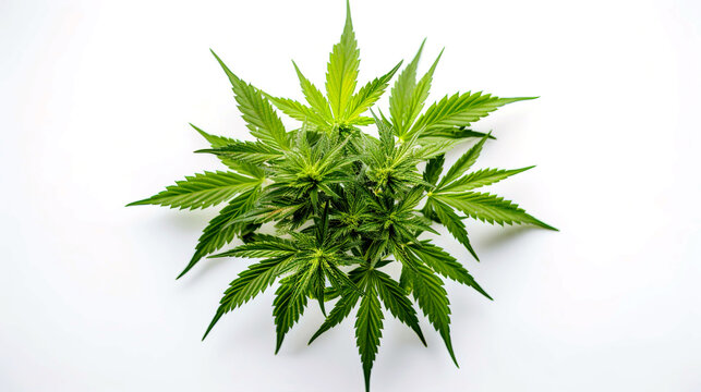 Cannabis leaves isolated on white background with clipping path. Medical marijuana concept. Medical cannabis high quality photo on white. Top view.