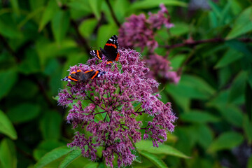 Two Butterflies Chilling