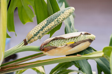 The growing fruits of a Monstera deliciosa Albo Variegata. The characteristic variegation is...