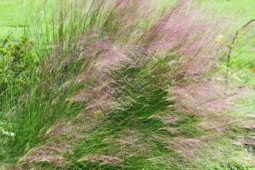 Muhlenbergia capillaris. Poaceae perennial plants native to North America. Red-purple inflorescences bloom in autumn. Also called cotton candy glasses.