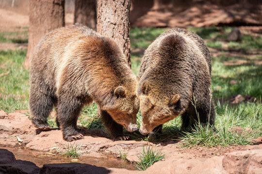 two grizzly bears kissing