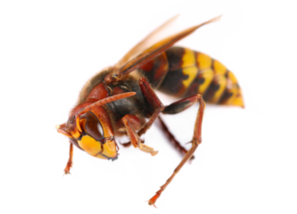 European hornet (Vespa crabro) isolated on white