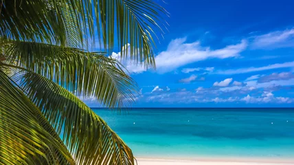 Papier Peint photo autocollant Plage de Seven Mile, Grand Cayman Seven Mile Beach in Grand Cayman, Cayman Islands, Features azure blue sky, crystal-clear waters, pristine white sand, and coconut tree branches. Ideal for Caribbean vacations, tropical paradises, and 