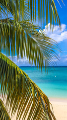 Seven Mile Beach in Grand Cayman, Cayman Islands, Features azure blue sky, crystal-clear waters, pristine white sand, and coconut tree branches. Ideal for Caribbean vacations, tropical paradises, and 