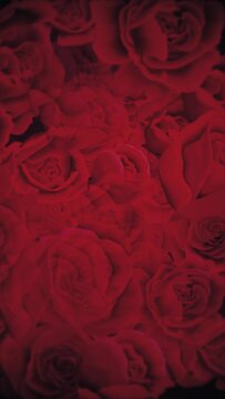 Vertical video - elegant red roses background animation. This romantic floral motion background is full HD and a seamless loop.	
