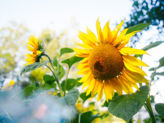 Obraz premium Organic sunflower grows in a garden. Summer season time. Popular flower with vivid color.