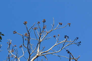 birds on a branch with a blue sky 