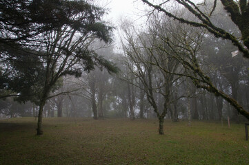 trees in the morning , brazil