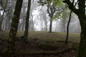 morning in the forest