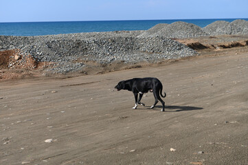 a dog walks near the sea in Cyprus 1