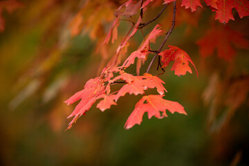 colorful bright yellow and red leaves on the trees in the fall