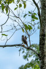 A roadside hawk perches in a tree looking for prey.