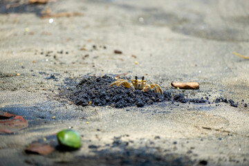 A small crab stands watch near its hole.