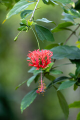 A red flower hangs down in the forest.