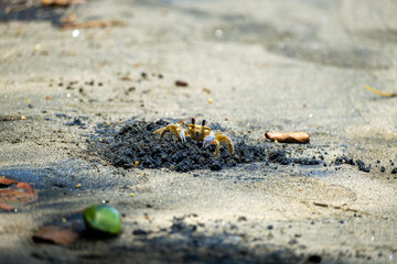 A small crab stands watch near its hole.