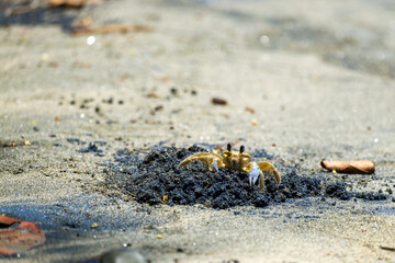 A small crab stands watch near its hole.