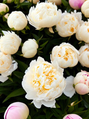 Beautiful cream colored and white peony flowers close up. Peony is a genus of herbaceous perennials and deciduous shrubs, tree-like peony. Peony family Paeoniaceae. Fragrant bouquet. Generated by AI.