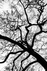 Branches of a treetop seen from below