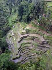 Aerial pictures made with a drone over tegallalng ricefields in bali, indonesia