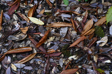 Tanoak leaves on the floor of Redwoods National Park