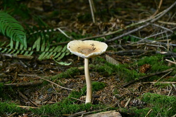 Mushroon at Redwoods National Park