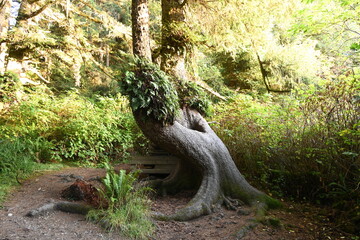 Burl Tree Trunk in Redwoods National Park